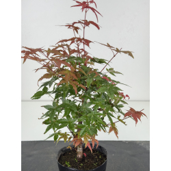 Acer palmatum deshojo I-8142 vista 2
