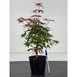 Acer palmatum deshojo I-8142