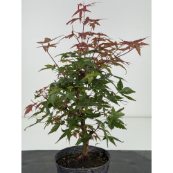 Acer palmatum deshojo I-8142 vista 3