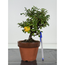 Chaenomeles chojubai I-8143
