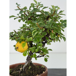 Chaenomeles chojubai I-8143 vista 2