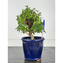 Gardenia jasminoides I-8144