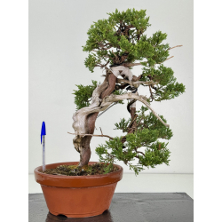 Juniperus sabina -sabina rastrera- A01190