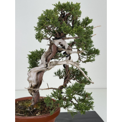 Juniperus sabina -sabina rastrera- A01190 vista 2