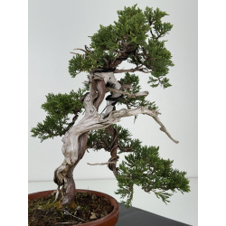 Juniperus sabina -sabina rastrera- A01190 vista 3