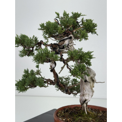 Juniperus sabina -sabina rastrera- A01190 vista 4