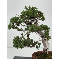 Juniperus sabina -sabina rastrera- A01190 vista 5