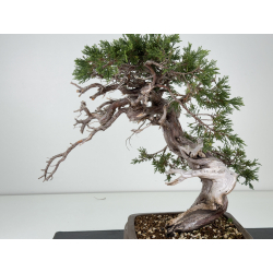 Juniperus sabina -sabina rastrera- A01337 vista 2