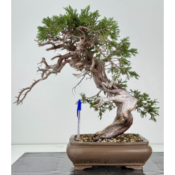 Juniperus sabina A01337