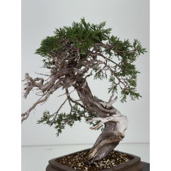 Juniperus sabina -sabina rastrera- A01337 vista 3