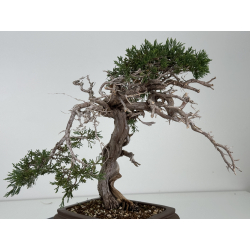 Juniperus sabina -sabina rastrera- A01337 vista 4