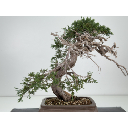 Juniperus sabina -sabina rastrera- A01337 vista 5