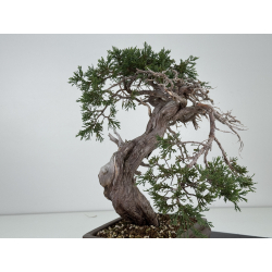 Juniperus sabina -sabina rastrera- A01337 vista 6