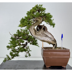 Juniperus sabina -sabina rastrera- A01337
