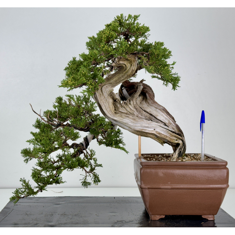 Juniperus sabina A01337