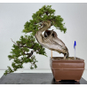 Juniperus sabina -sabina rastrera- A01337