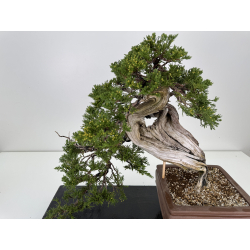 Juniperus sabina -sabina rastrera- A01337 vista 2