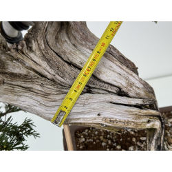 Juniperus sabina A01337 view 3