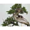 Juniperus sabina -sabina rastrera- A01337 vista 4