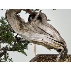 Juniperus sabina A01337 view 5