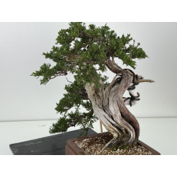 Juniperus sabina -sabina rastrera- A01337 vista 6