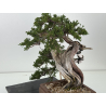Juniperus sabina -sabina rastrera- A01337 vista 6
