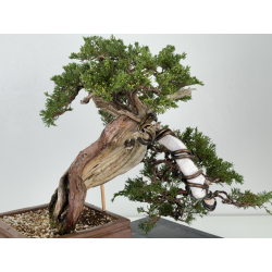 Juniperus sabina A01337 view 7