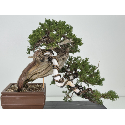 Juniperus sabina A01337 view 8