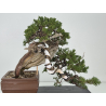 Juniperus sabina -sabina rastrera- A01337 vista 8