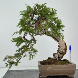 Juniperus sabina -sabina rastrera- A01363