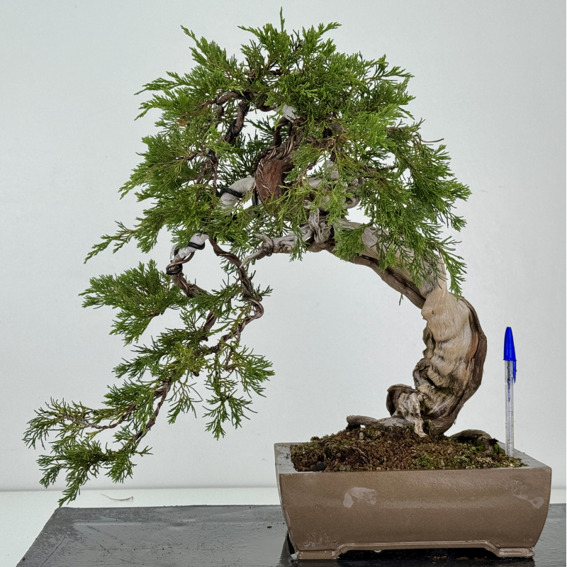 Juniperus sabina -sabina rastrera- A01363