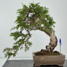 Juniperus sabina -sabina rastrera- A01363