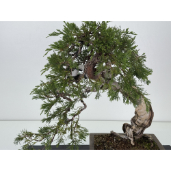 Juniperus sabina -sabina rastrera- A01363 vista 2