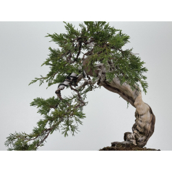 Juniperus sabina -sabina rastrera- A01363 vista 3