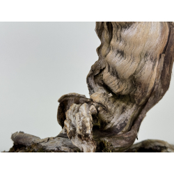 Juniperus sabina A01363 view 4