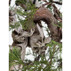 Juniperus sabina -sabina rastrera- A01363 vista 5