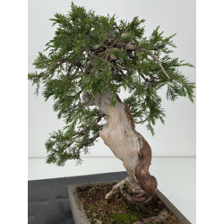 Juniperus sabina -sabina rastrera- A01363 vista 6