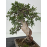 Juniperus sabina -sabina rastrera- A01363 vista 6