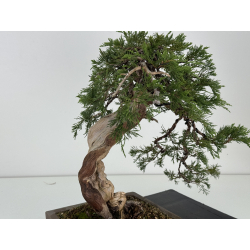Juniperus sabina -sabina rastrera- A01363 vista 7