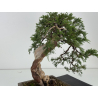 Juniperus sabina -sabina rastrera- A01363 vista 7