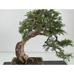 Juniperus sabina -sabina rastrera- A01363 vista 8