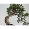 Juniperus sabina -sabina rastrera- A01363 vista 9