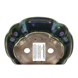 Bonsai pot JTA8641 TERAHATA SATOMI view 3