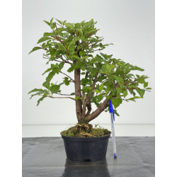 Premna japonica -acer nioi- I-8149