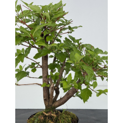 Premna japonica -acer nioi- I-8149 vista 2