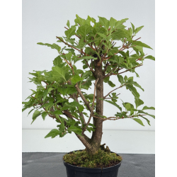 Premna japonica -acer nioi- I-8149 vista 3