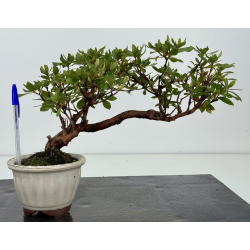 Azalea I-8150