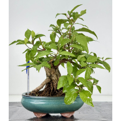 Callicarpa japonica I-8151