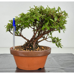 Azalea I-8152
