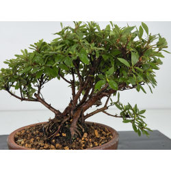 Azalea I-8152 vista 2